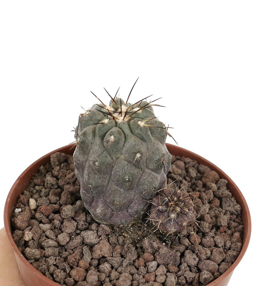 Copiapoa cinerea succulent cactus with gray textured body and brown spines in pot