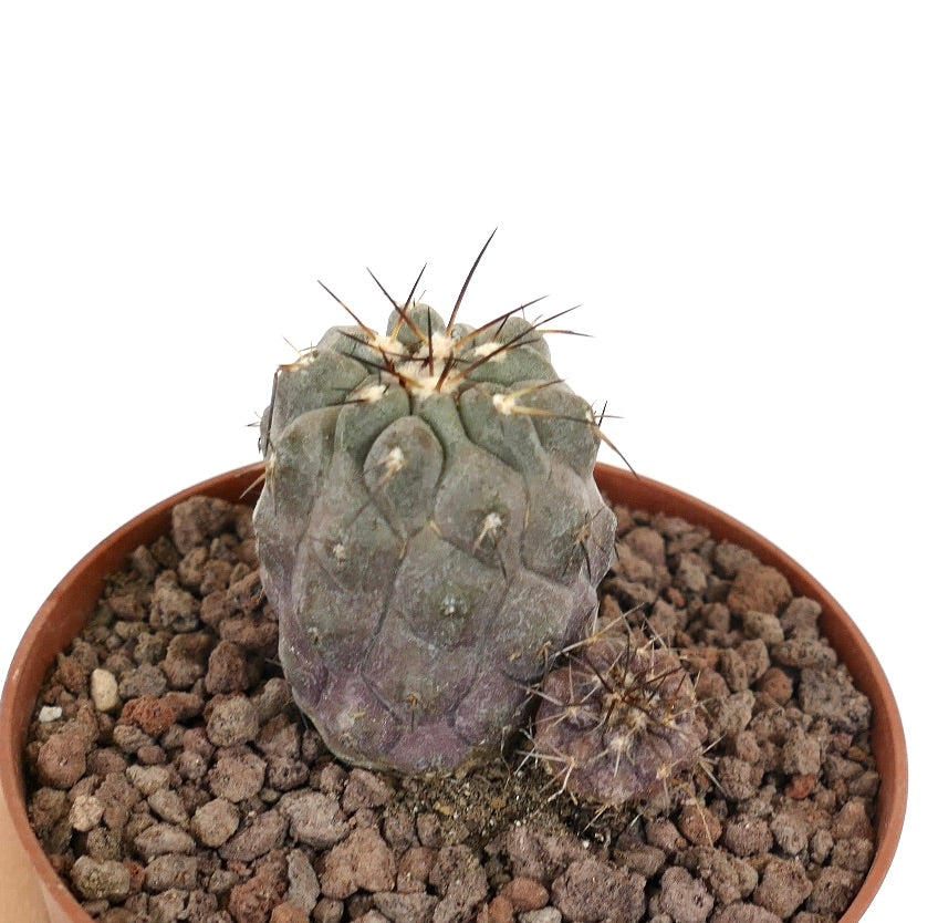 Copiapoa cinerea succulent cactus with gray body and brown spines in pot