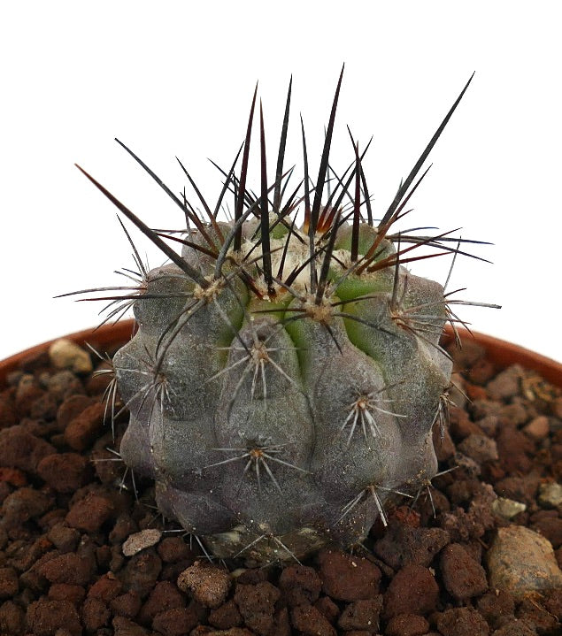 โคปิอาโพอา ซิเนเรอา x อตาคาเมนซิส กระบองเพชรอวบน้ำขนาดเล็กสีเทา มียอดหนามยาวสีเข้ม ในกระถาง