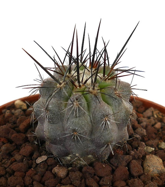 โคปิอาโพอา ซิเนเรอา x อตาคาเมนซิส กระบองเพชรอวบน้ำขนาดเล็กสีเทา มียอดหนามยาวสีเข้ม ในกระถาง