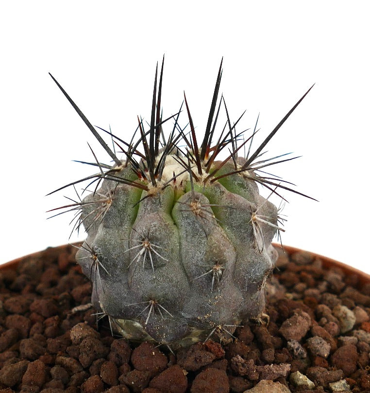 โคปิอาโพอา ซิเนเรอา x อตาคาเมนซิส กระบองเพชรเนื้อเยื่อสีเทาขนาดเล็ก มีหนามยาวสีเข้มและพื้นผิวเป็นลายละเอียด