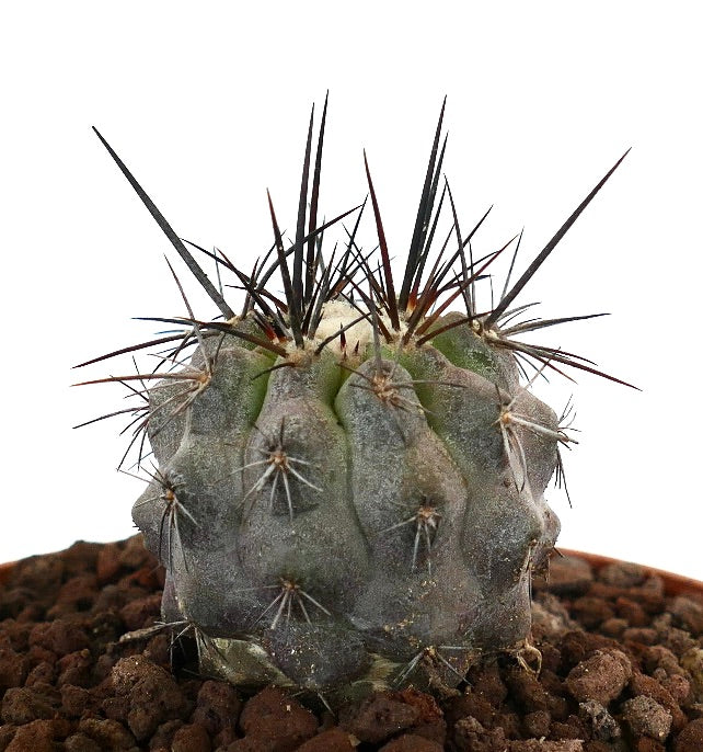 โคปิอาโพอา ซิเนเรอา x อาตาคาเมนซิส กระบองเพชรอวบน้ำมีลำตัวสีเทาเข้มและหนามยาวสีเข้ม