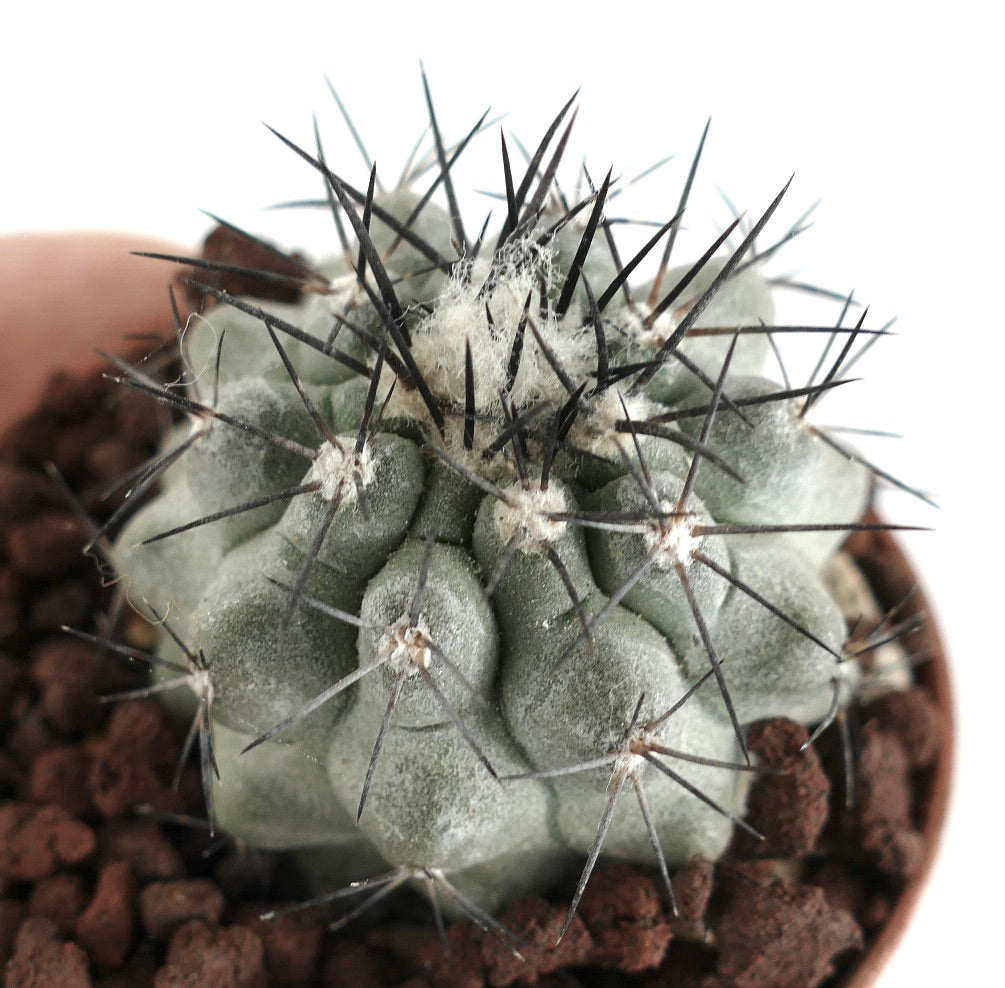 Copiapoa cinerea x Humilis raro cactus suculento con cuerpo grisáceo y espinas negras afiladas
