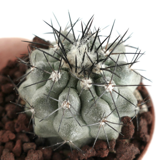 Copiapoa cinerea GRAY x Humilis