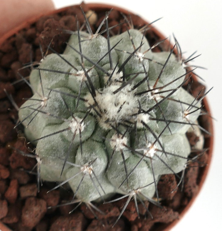 Copiapoa cinerea x Humilis raro cactus gris con espinas negras densas y areolas lanosas