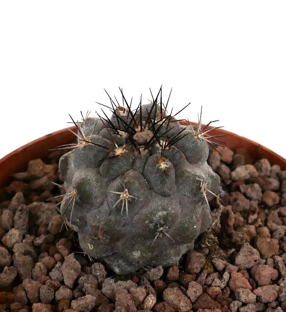 Copiapoa cinerea x atacamensis sjelden sukkulent kaktus med mørke torner og teksturert grågrønn kropp