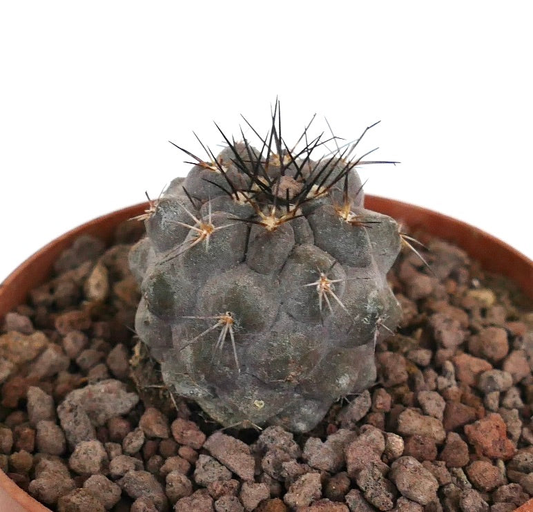 Copiapoa cinerea x atacamensis sukkulent kaktusplante med grå, avrundede knoller og skarpe, svarte torner