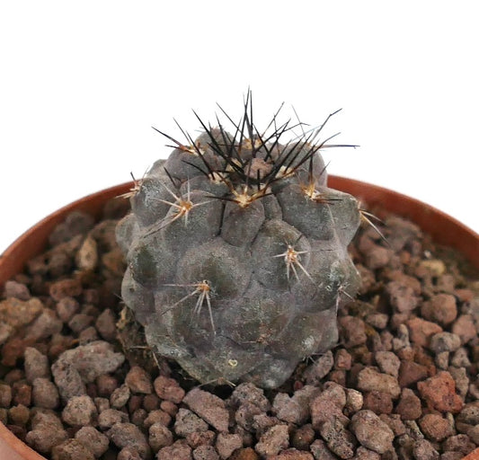 Copiapoa cinerea x atacamensis sukkulent kaktusplante med grå, avrundede knoller og skarpe, svarte torner
