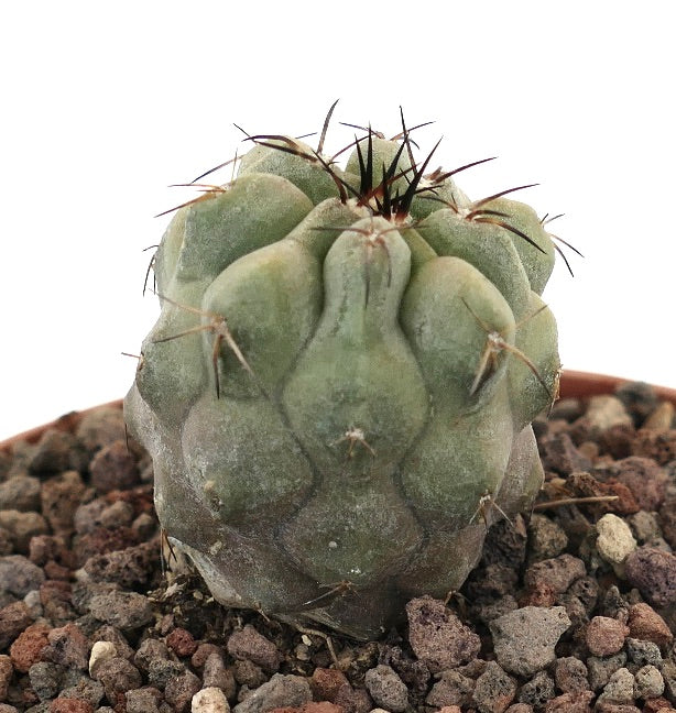 Copiapoa cinerea x cupreata pequeño cactus suculento con tubérculos gruesos y espinas oscuras en suelo rocoso
