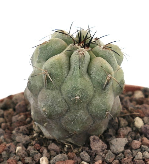 Copiapoa cinerea x cupreata suculenta rara con tubérculos gruesos y espinas afiladas