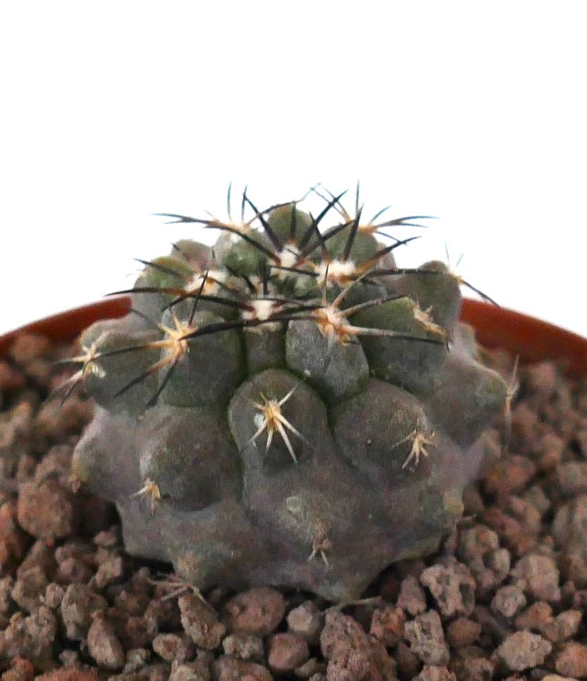 Copiapoa cinerea sukkulenter Kaktus mit grau-grünen, runden Warzen und scharfen schwarzen Dornen