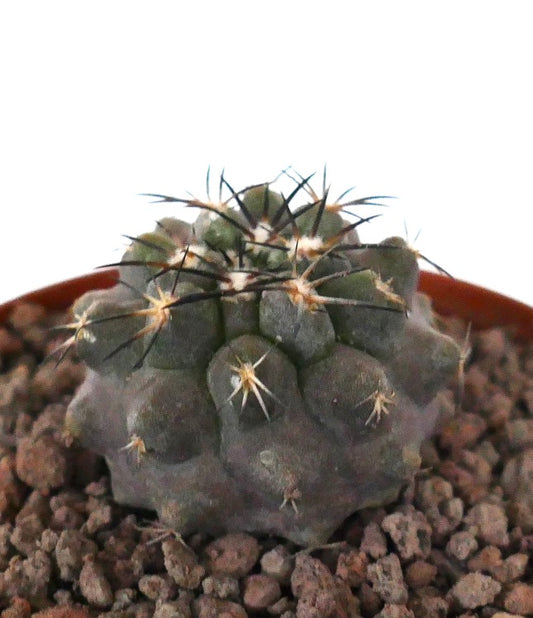 Copiapoa cinerea sukkulenter Kaktus mit grau-grünen, runden Warzen und scharfen schwarzen Dornen