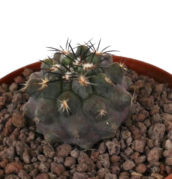 Copiapoa cinerea Sukkulente Kaktus mit dunklen Stacheln und rundem grau-grünem Körper im Topf