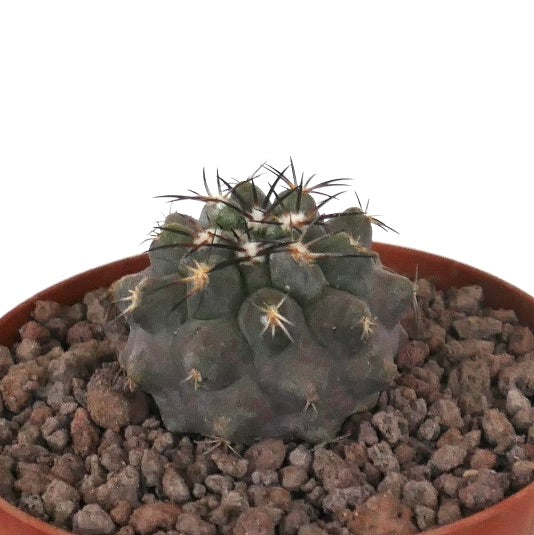 Copiapoa cinerea Sukkulente Kaktee mit grauem Körper und dunklen Stacheln im Terrakottatopf