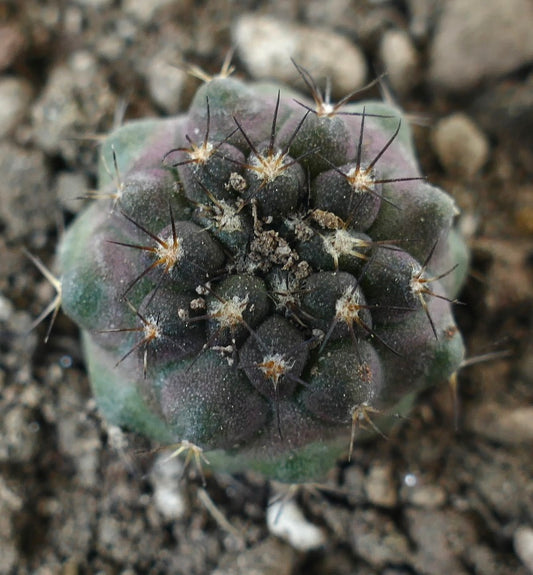 Copiapoa cinerea Sukkulente Kaktee mit dunklen Stacheln und abgerundeten Warzen, wächst im Boden