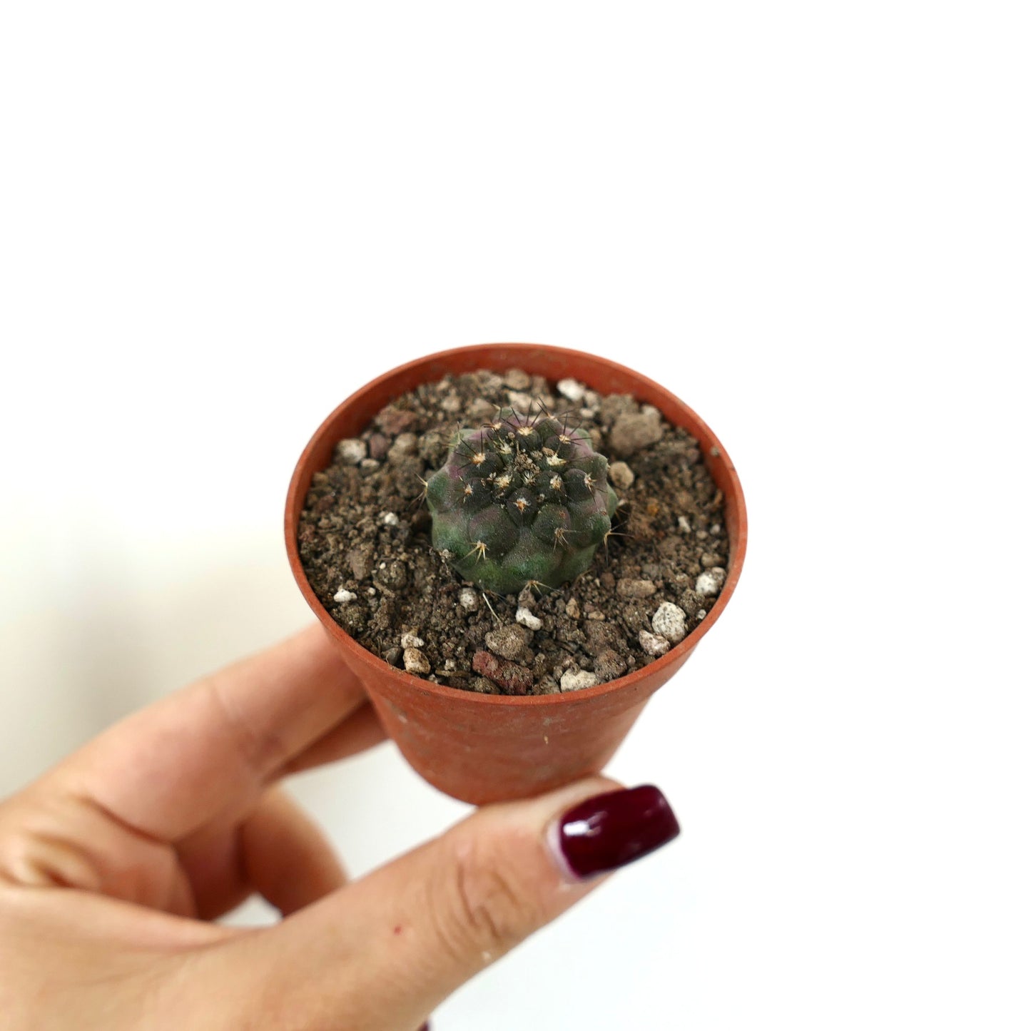 Copiapoa cinerea Sukkulente Kaktee mit kleinem rundlichem Körper und spärlichen Stacheln im Topf