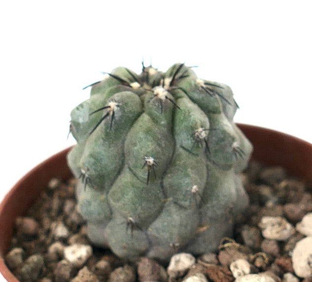 Copiapoa cinerea x hypogaea rare succulent cactus with rounded tubercles and dark spines