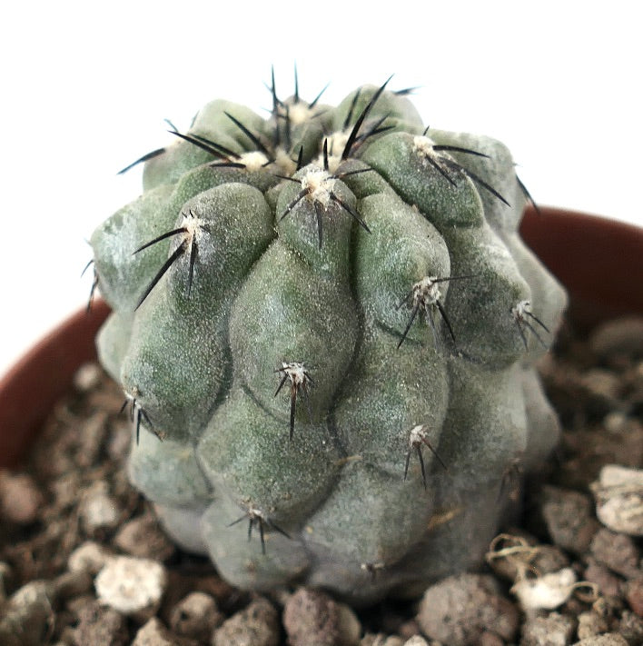 Copiapoa cinerea succulent cactus with thick gray-green tubercles and sharp black spines in pot