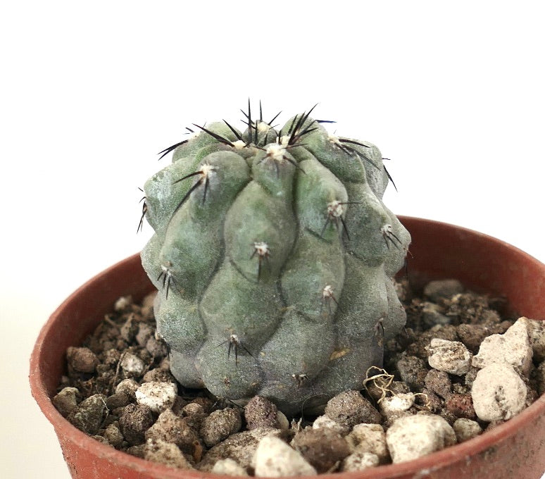 Copiapoa cinerea rare succulent cactus with grayish-green tubercles and black spines in pot