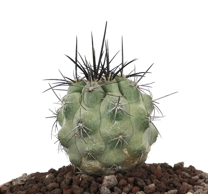 โคปิอาโพอา ซิเนเรอา กระบองเพชรเนื้อหนึกที่มีลำต้นสีเขียว-เทามีร่อง และมีหนามยาวสีเข้มบนดิน