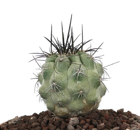 โคปิอาโพอา ซิเนเรอา กระบองเพชรเนื้อหนึกที่มีลำต้นสีเขียว-เทามีร่อง และมีหนามยาวสีเข้มบนดิน