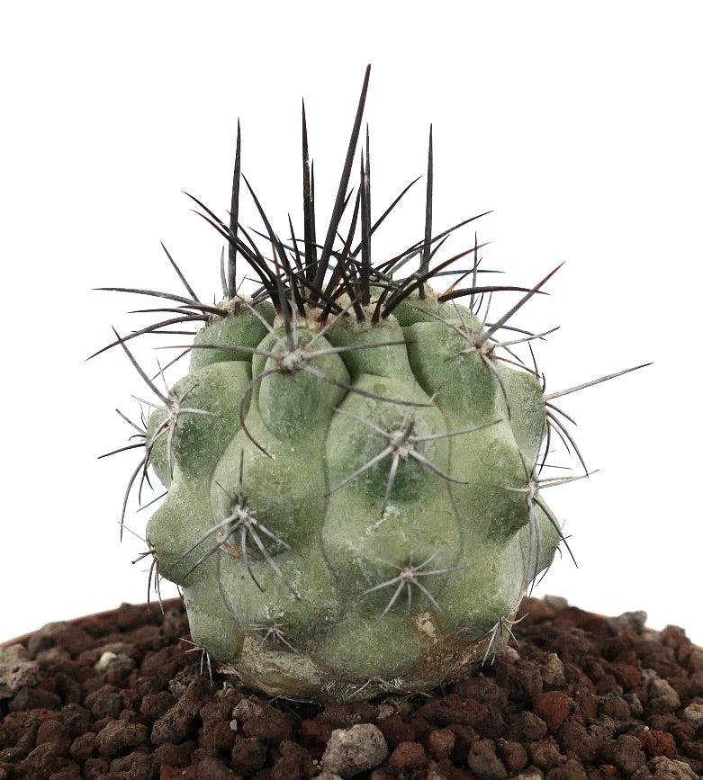 โคปิอาโพอา ซิเนเรอา ต้นกระบองเพชรอวบน้ำที่มียอดหนาและมีหนามยาวสีเข้มบนดินหิน