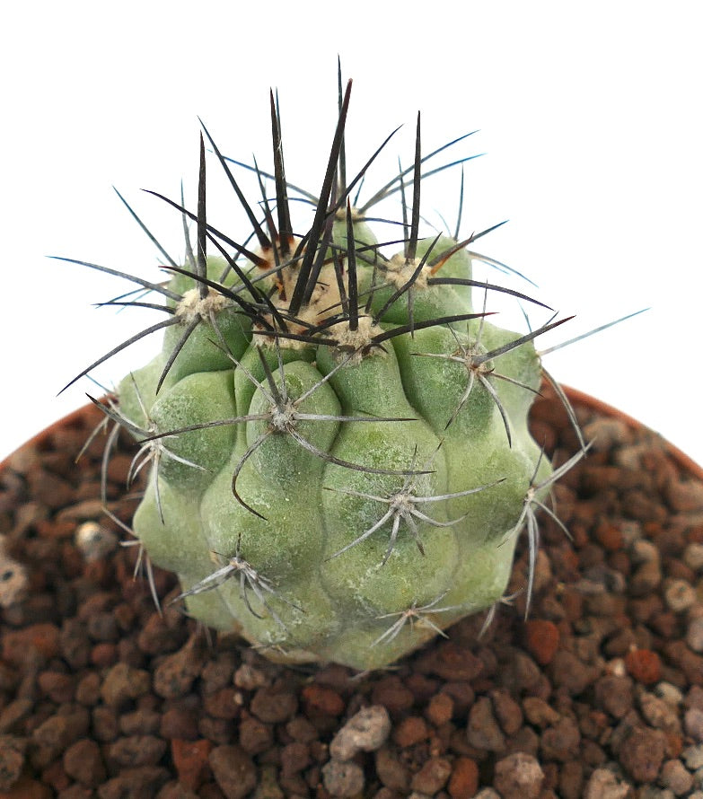 โคปิอาโพอา ซิเนเรอา กระบองเพชรอวบน้ำลำต้นหนาสีเขียวอมเทาและหนามดำยาวในกระถาง