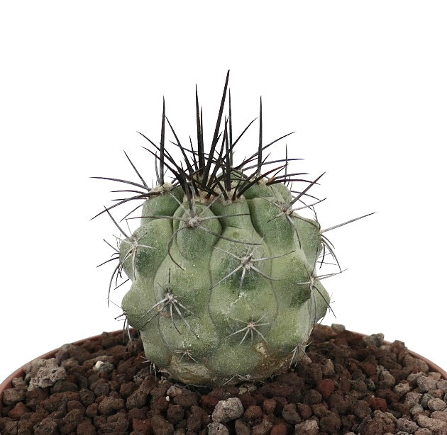 โคปิอาโพอา ซิเนเรอา กระบองเพชรอวบน้ำหนามหนา ลำตัวสีเขียวเทามีซี่โค้งมน