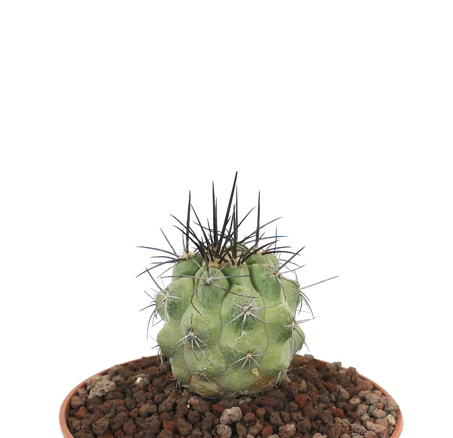 โคปิอาโพอา ซิเนเรอา x อตาคาเมนซิส กระบองเพชรขนาดเล็กมีหนามหนาและซี่หนามสีเขียวเทาในกระถาง