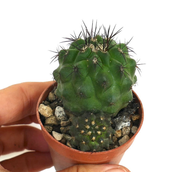 コピアポア　シネレア コピアポア・シネレア 茶色いとげ