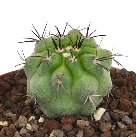 Copiapoa cinerea small green succulent cactus with prominent dark spines and ribbed body