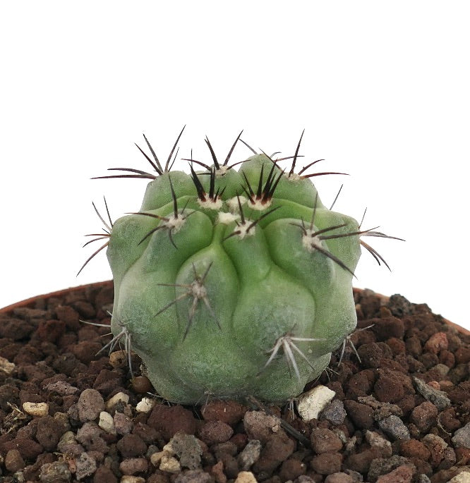 Copiapoa cinerea rare succulent cactus with rounded green body and dark spines in rocky soil