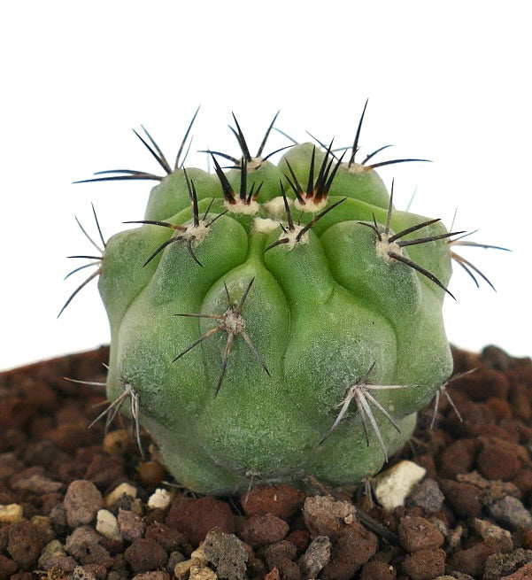 Copiapoa cinerea small succulent cactus with thick green body and sharp black spines in soil
