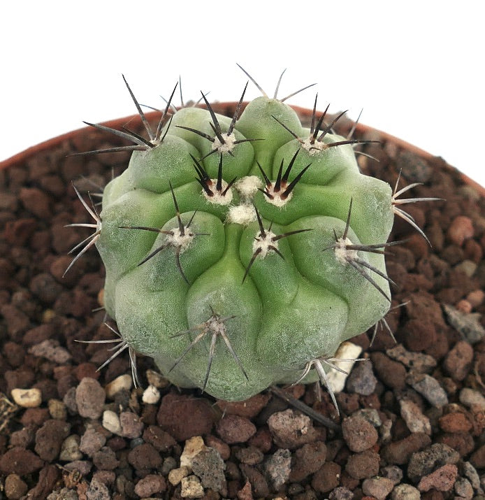 Copiapoa cinerea succulent cactus with thick ribs and long dark spines in rocky soil