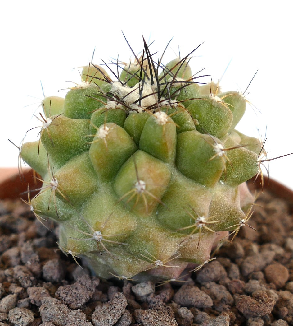 Cacto suculento Copiapoa cinerea com espinhos densos e tubérculos verdes texturizados na terra