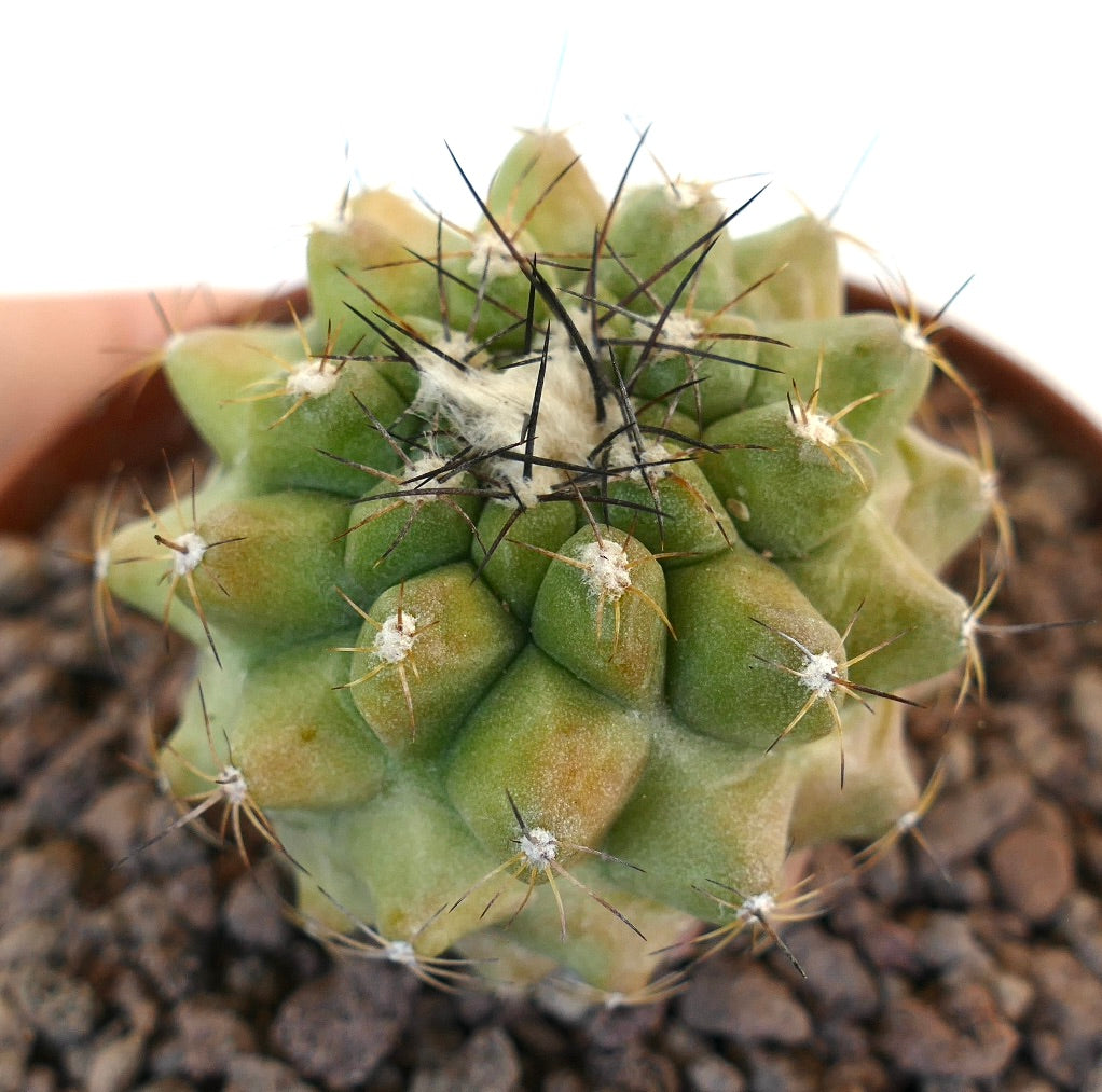 Cacto suculento Copiapoa cinerea com lã branca densa e espinhos pretos afiados em vaso