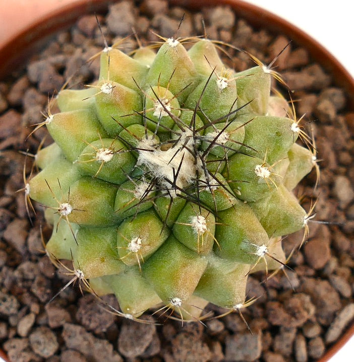 Cacto suculento Copiapoa cinerea com espinhos densos e tubérculos arredondados em vaso