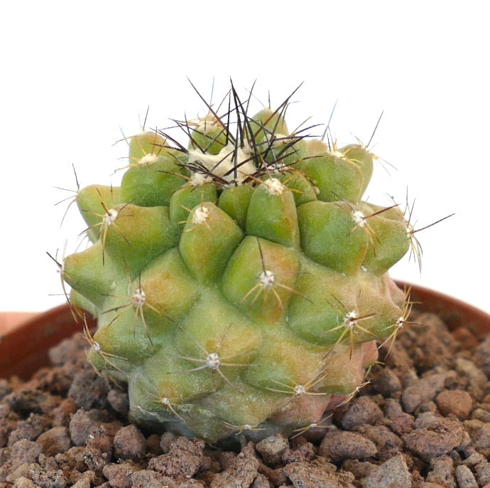 Suculenta cacto Copiapoa cinerea com tubérculos arredondados e espinhos afiados em terra para vasos