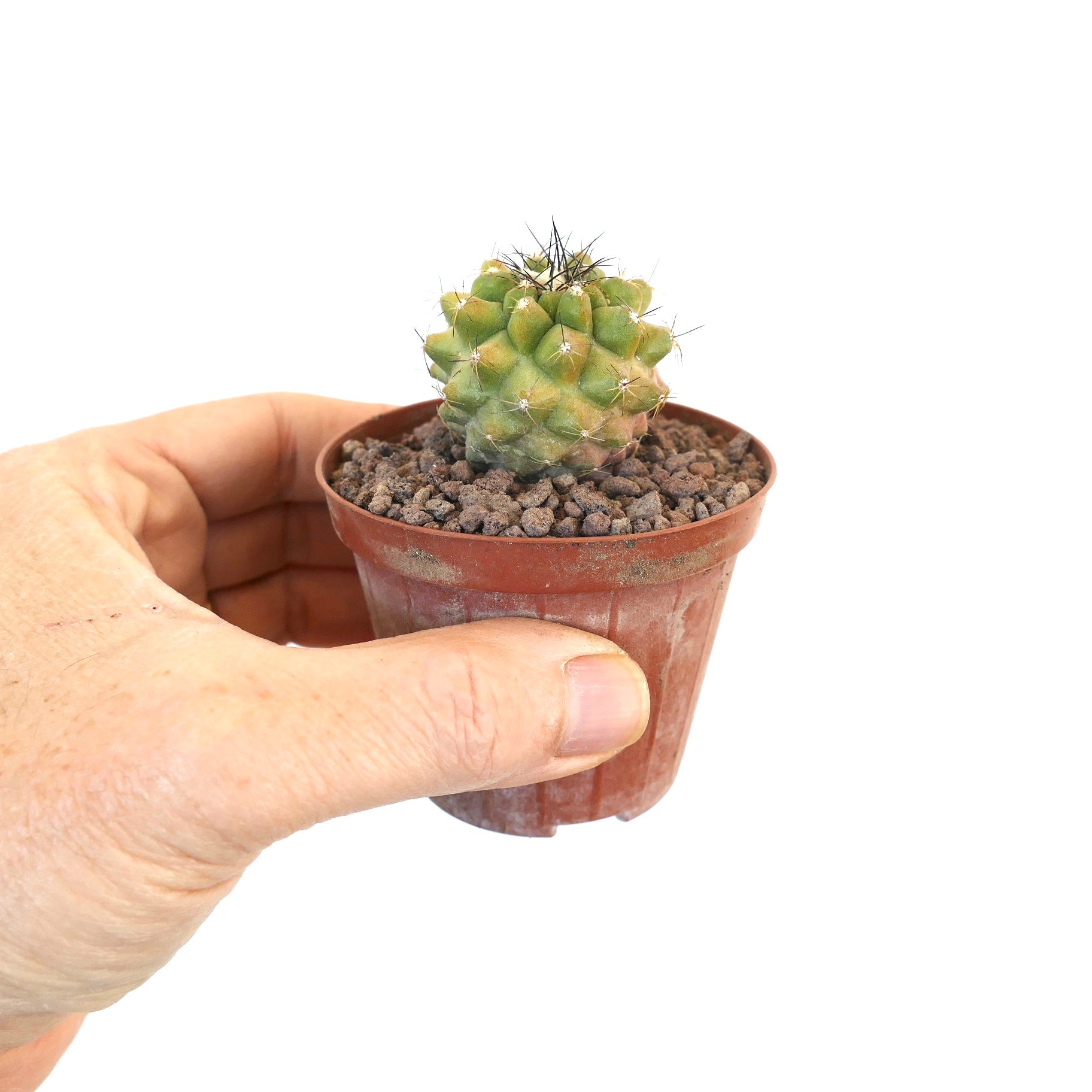 Copiapoa cinerea x Copiapoa continua pequeno cacto suculento redondo com espinhos agrupados em vaso