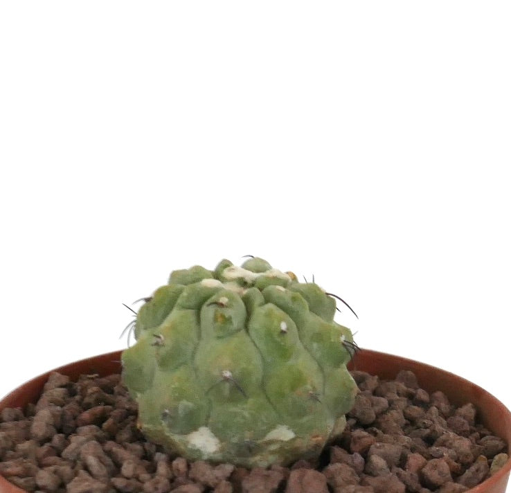 Copiapoa cinerea Sukkulente Kaktee mit abgerundeten Warzen und spärlichen Dornen im Topf