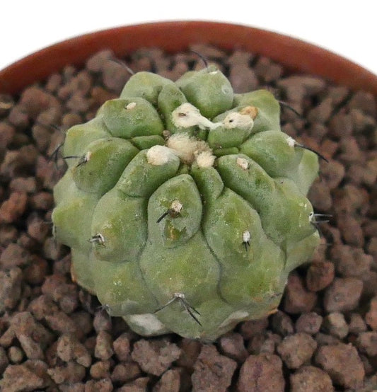 Kleine runde Sukkulente Copiapoa cinerea mit dicken Rippen und kurzen Stacheln im Topf