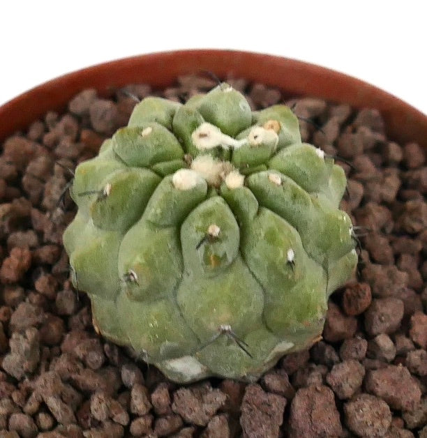 Copiapoa cinerea seltener Sukkulenten-Kaktus mit abgerundeten Warzen und kurzen Dornen in felsigem Boden