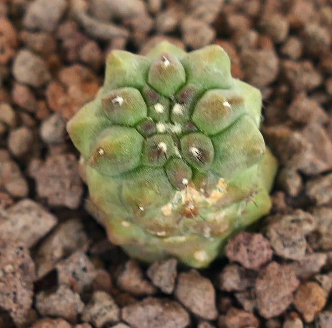Piccolo cactus succulento verde Copiapoa cinerea x Copiapoa hypogaea con tubercoli arrotondati e piccole spine