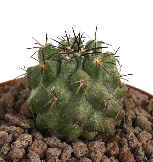 Copiapoa cinerea succulent cactus with dense dark spines and textured green body