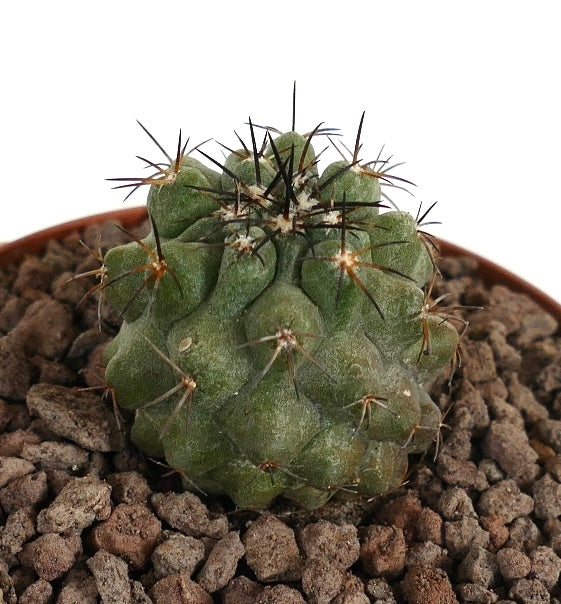 Copiapoa cinerea succulent cactus with dense black spines and rounded tubercles