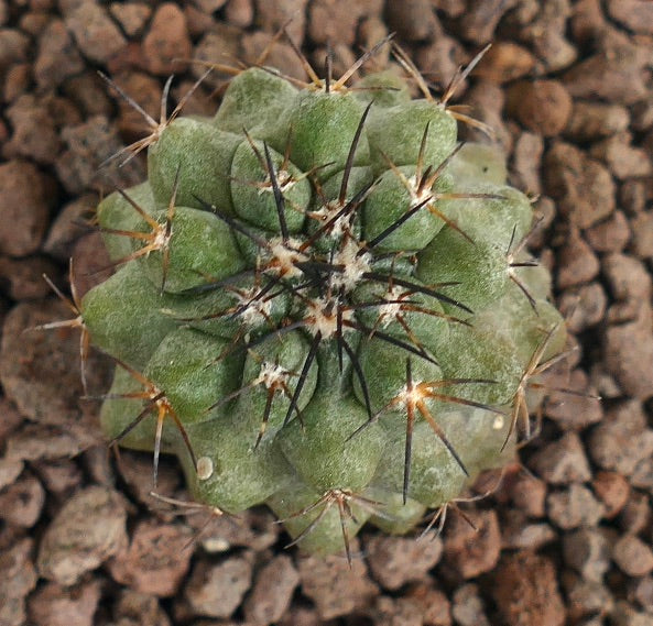 Copiapoa cinerea succulent cactus with dense black and brown spines on rocky soil
