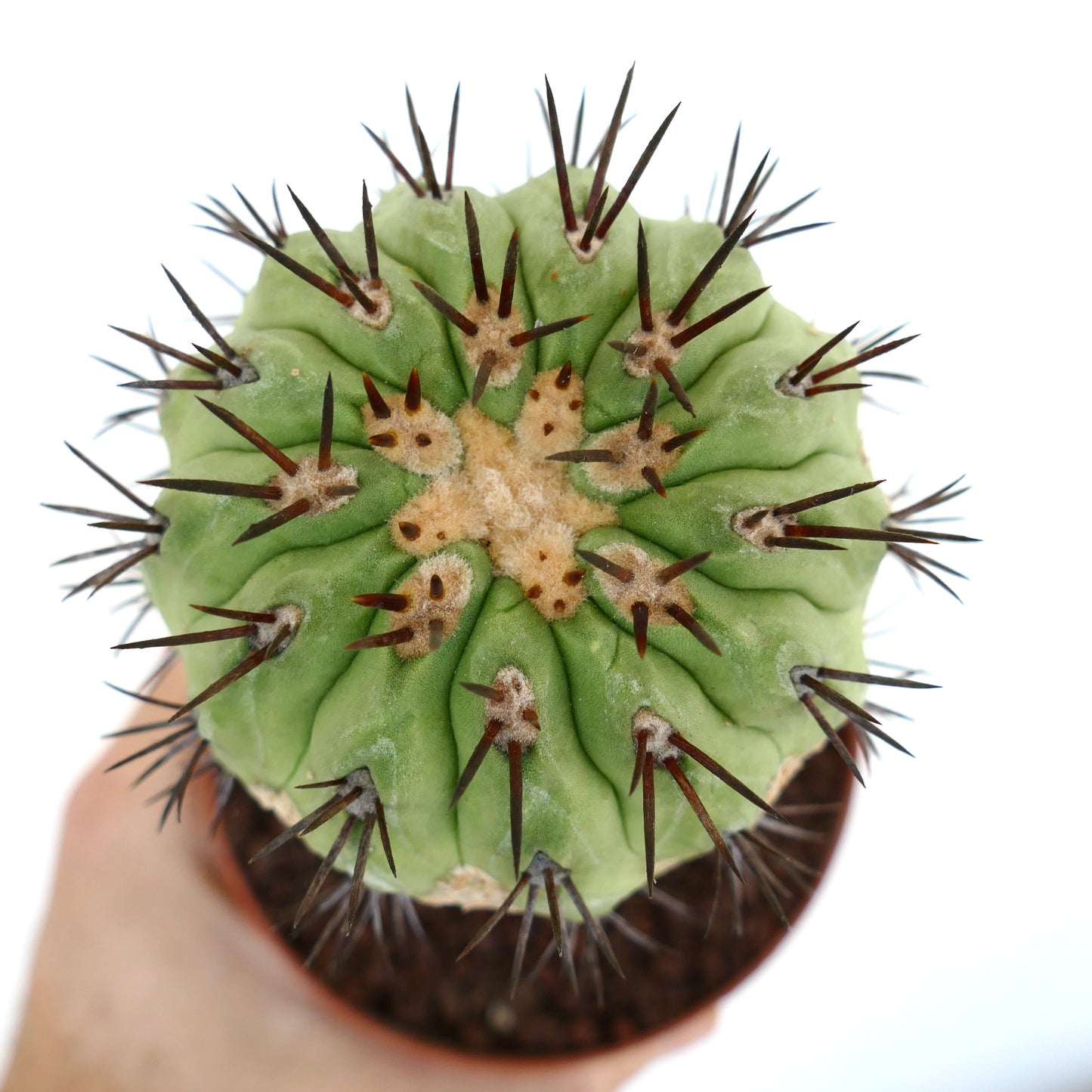 Copiapoa cinerea GREEN X Copiapoa serpentisulcata