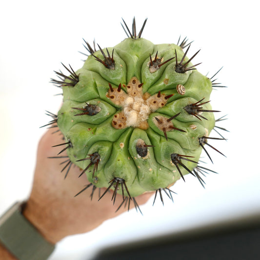 Copiapoa cinerea GREEN X Copiapoa serpentisulcata