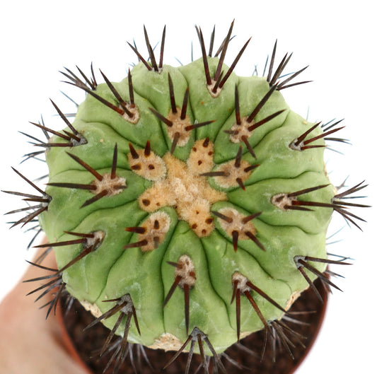 Copiapoa cinerea GREEN X Copiapoa serpentisulcata