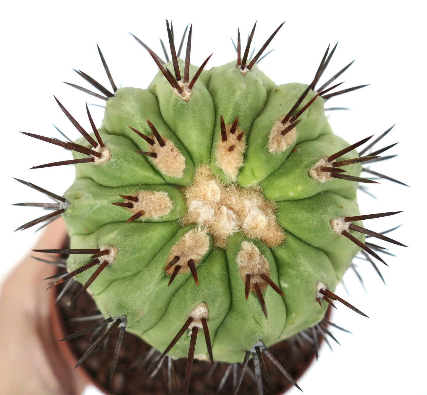 Copiapoa cinerea GREEN X Copiapoa serpentisulcata